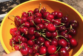 picking cherries in oakdale