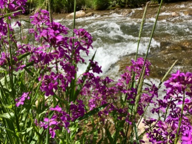 Wildflowers along Spearfish Creek