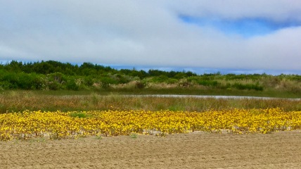 flowers in oregon dunes