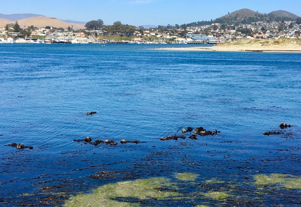 sea otters in morro bay