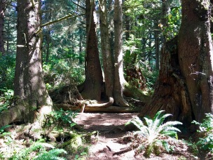 hiking in cape disappointment